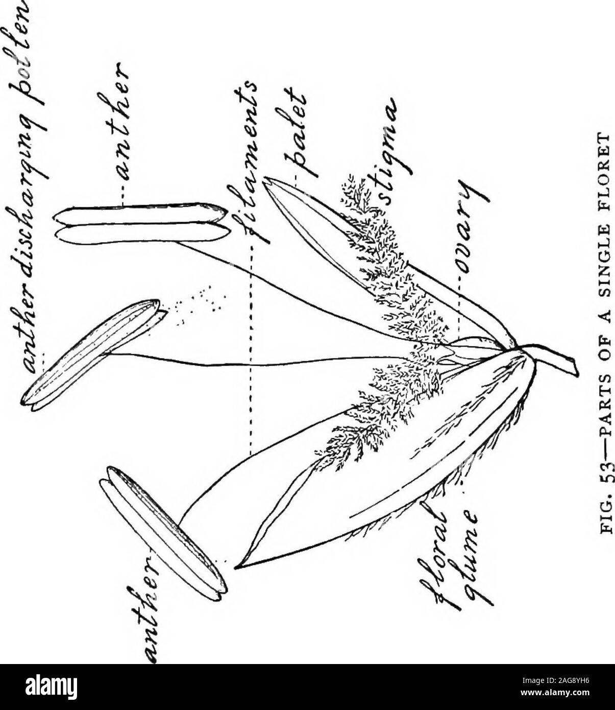 . Erbe azienda agricola degli Stati Uniti; una pratica trattato sul raccolto di erba, la semina e la gestione di prati e pascoli, descrizioni delle migliori varietà, le sementi e le sue impurezze, erbe per le condizioni speciali, etc. etc. 242 Azienda Agricola erbe di THB Stati Uniti al di fuori del fiore. Si ritiene da molti che se un grassis tagliati per fieno quando si sparge il polline che la hayis di qualità inferiore a causa della presenza di polvere thepollen. Quanta verità vi è in questa notionis non noto. Indagini recenti indicano che thepollen di alcune delle erbe, quando soffiò nelle thenostri Foto Stock