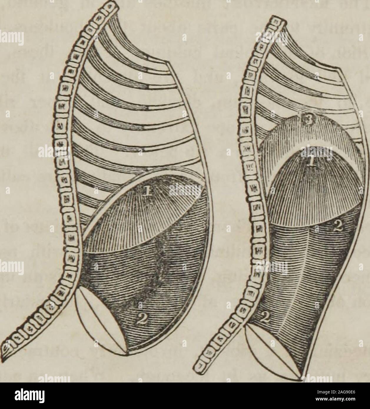 . Un trattato di anatomia, fisiologia e igiene : progettato per college, accademie e famiglie. depurato. 3, un tubo bronchiale e vescicole di cui aperto. Osservazione. Quando la mucosa di un paio di diramazioni thelarger del windpipe è leggermente infiammato, è freddo calleda ; quando l'infiammazione è maggiore e si estende a thelesser tubi per l'aria, è chiamato bronch-it.è. Quando l'aria-parenchima cellsand diventano infiammato, è chiamato inflammationof i polmoni. La tosse è una violenta expulsory sforzo da whichair improvvisamente è forzata attraverso la bronchia e trachea togliere materia offensiva. Come può Foto Stock