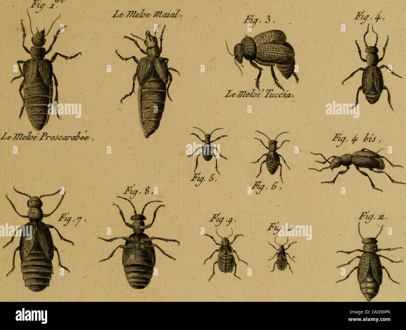 . Encyclopédie méthodique : Histoire Naturelle. Hùtozrey TZatu/^eloe, Luec/^&j. £ Sn40-Z2&GT;irejrct Aielo ë pi im. ZtO CantliancLe, Cz/etA ? Corceidrûuûe. Foto Stock