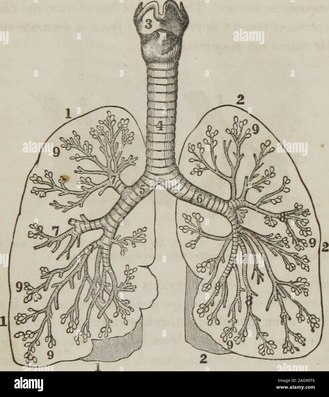 . Un trattato di anatomia, fisiologia e igiene : progettato per college, accademie e famiglie. il tronco di albero ofa ; la bronchia, a due grandi rami ; il subdivisionsof la bronchia, all'branchlets e ramoscelli ; l'aria-celle, finoal gemme visto su rametti in primavera. 470. L'aria-vescicole e piccoli tubi bronchiali comporre 467. Di che cosa sono i polmoni composto ? Come trattenuti in posto ?468. Dove è la trachea si trova ? 469. Descrivere la bronchia. Whatis l'aggregato misura della membrana di rivestimento dell'aria-cellule ? Per whatmay la trachea e i suoi rami essere confrontati ? 470. Quello che ho Foto Stock