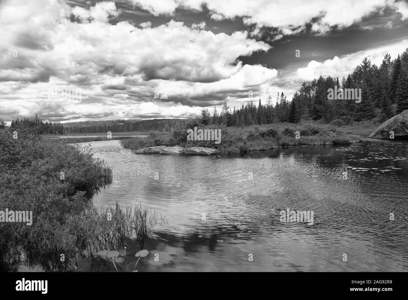 Ontario Canada Algonquin Park area umida Foto Stock