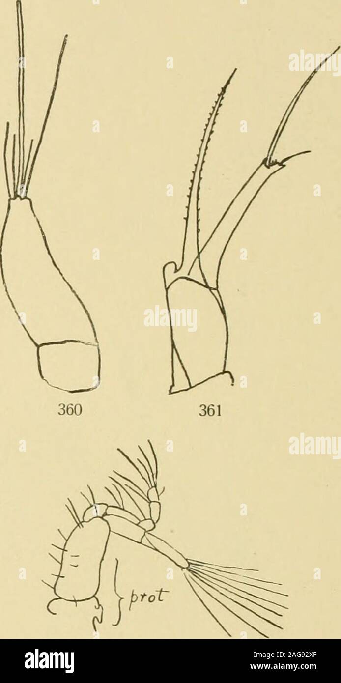 . Decapoden. 363 364 Porttinus iiiaenas (L.) Fig. 359. I. Larvenstadium, 3. Maxilliped, Telson. " 360. " " L Antenne. ,. 361. " 2 ". " " 362. 2. Larvenstadium, 3. Maxilliped, Pereio- poden, Kiemen." 363. 3. Larvenstadium, 3. Maxilliped, Pereio- poden, Kiemen." 364. " 1. Maxilliped. Fig. 359-364 nach Williamson 6. Crustacea Decapoda. VI 507 (Fig. 352) wurde beim Aussciilüpfeii beobachtet, es mass von der Spitze desRostrum bis zu der des Dorsaistaciiels in gerader Linie 1,3 - 1,5 mm. Der zweite ersteund guerra Maxiiliped fnni&lt;tionsfähig, jeder Exopodit trug vier Borsten.Am Carapax findet sich ein Foto Stock