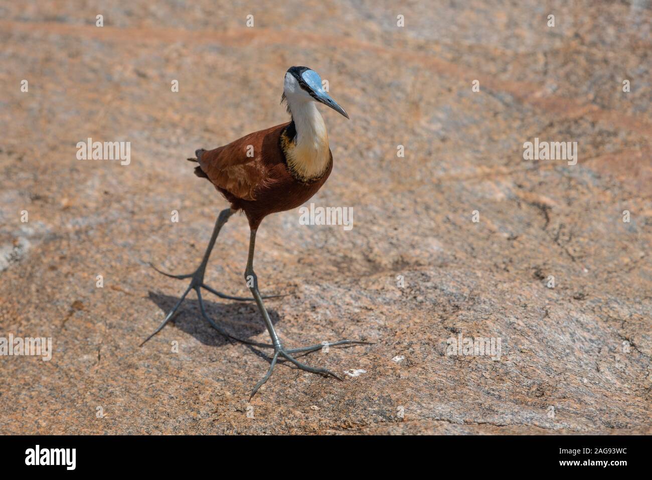 Un africano Jacana - Actophilornis africanus - chiamato anche un giglio trotter - passeggiate su un masso nel Parco Nazionale di Kruger, Sud Africa Foto Stock
