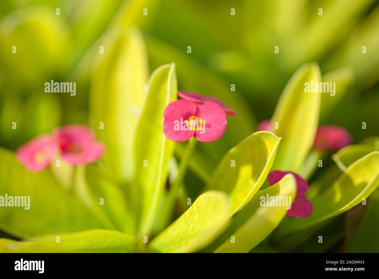 Fioritura rosa euforbia naturale milii floral background macro Foto Stock