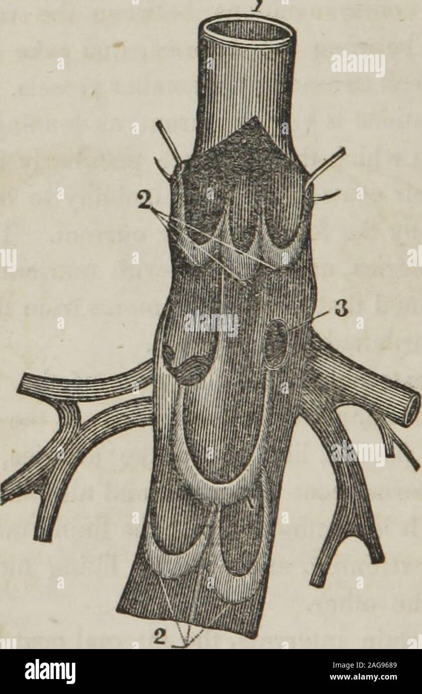 . Un trattato di anatomia, fisiologia e igiene : progettato per college, accademie e famiglie. ies all'altra. 349. A determinati intervalli, il rivestimento interno forma pieghe, o nel caso in cui esse non iniziare ? 347. Ciò che è detto di loro communica-zioni ? Che cosa è il design apparente del inosculations delle vene?Quali navi sono distribuiti per i rivestimenti delle vene ? 348. Dare thestructure dei cappotti delle vene. 349. Come le valvole sono in formato theveins ? 14* 162 Anatomia, Fisiologia e igiene. i duplicati, che costituiscono le valvole. Essi sono in genere com-poste di due pieghe semilunar, uno su Foto Stock