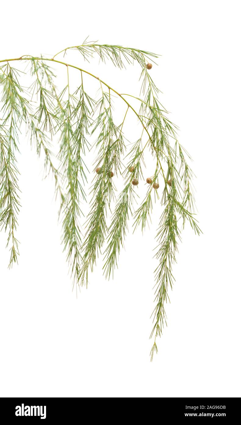 La flora di Gran Canaria - Asparagi scoparius con frutta verde isolato su bianco Foto Stock