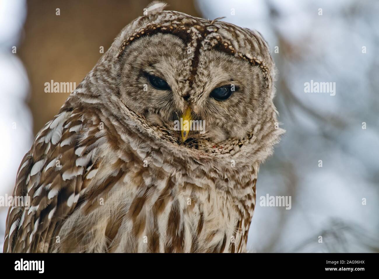 Allocco barrato Foto Stock