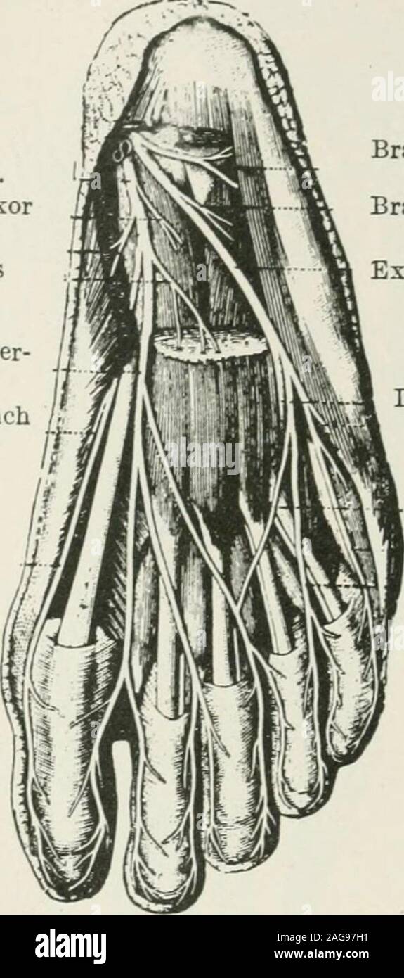 . Terapia medico-chirurgica. phenonsnerve. La Fia. 64 - Apparato muscolo-cutanee andanterior nervi tibiale. Fig. 65.-interno andposterior poplitea nervi tibiale. Il grande, sciatico deriva dall'angolo superiore del popliteo spazio.it passa lungo il tendine del theinceps e dietro la testa di thefibula, avvolgendo il collo di questo osso che è posto chosenfor palpazione di questo nervo e termina quindi dividendo entro i leviti superiori inserimenti di peroneus longus (fig. 64). 15G di forme cliniche di lesioni nervose colloteral i suoi rami sono un ramo di articolare per il ginocchio, theaccessory nervo del Foto Stock