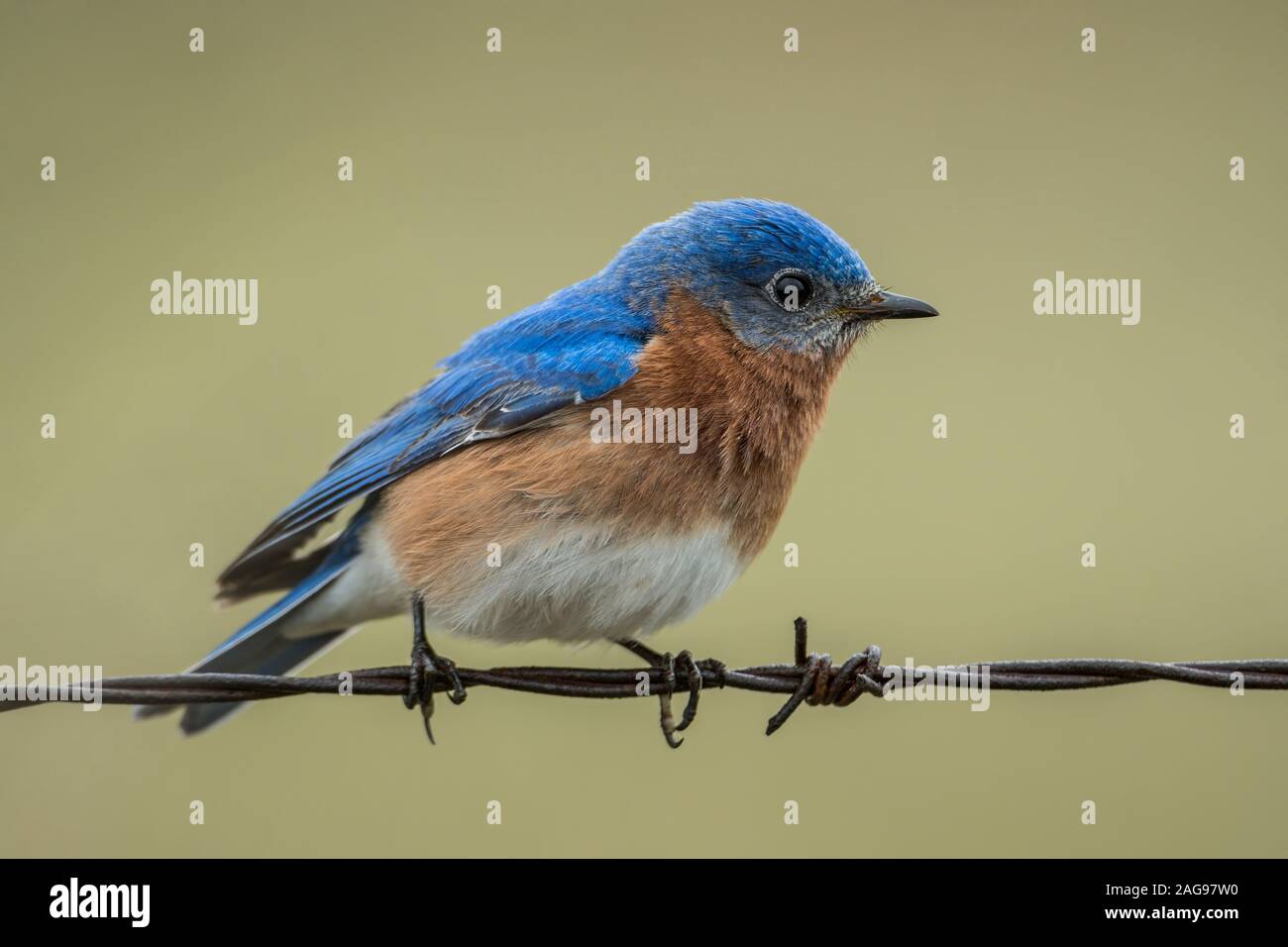 Pasqua maschio Blue Bird Foto Stock