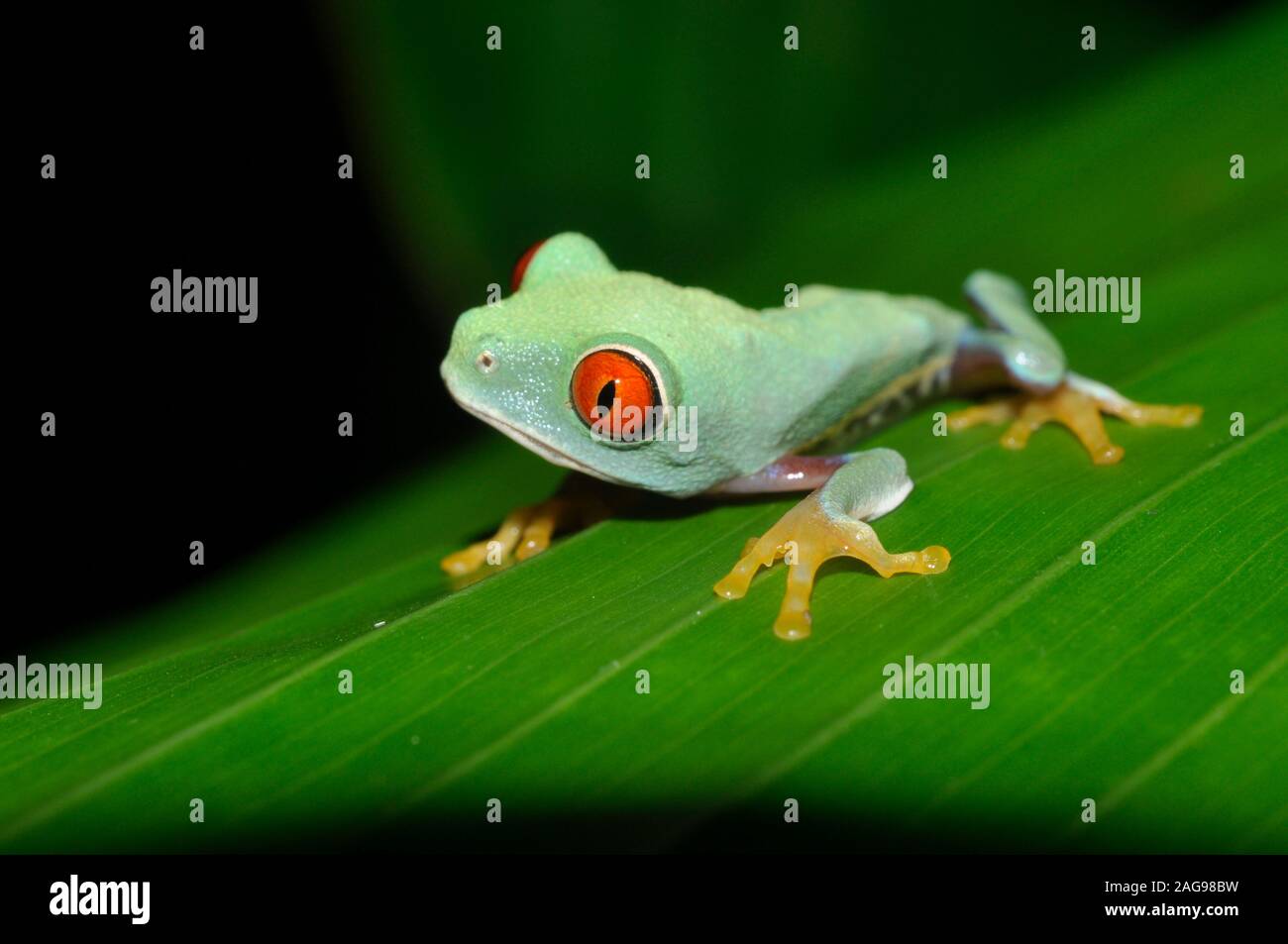 Occhi rossi raganella, Agalichnis callidryas, capretti, versante atlantico varietà, Costa Rica, Foto Stock