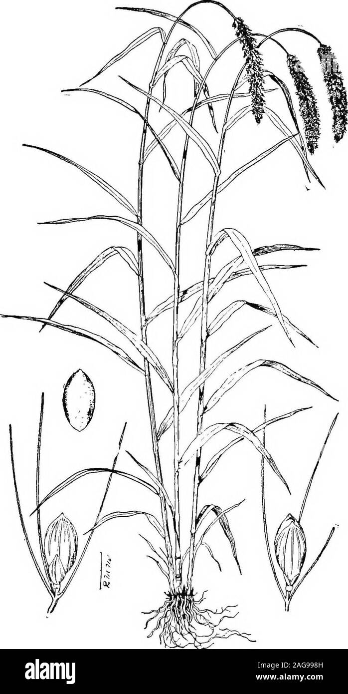 . Erbe azienda agricola degli Stati Uniti; una pratica trattato sul raccolto di erba, la semina e la gestione di prati e pascoli, descrizioni delle migliori varietà, le sementi e le sue impurezze, erbe per le condizioni speciali, etc. etc. f questi il primo denominato maturesin più breve tempo, ed è la varietà predominante nella parte settentrionale del miglio-sedlion crescente. Ger-uomo miglio è l ultima di queste tre varietà e isthe standard nella porzione meridionale del paese.ungherese è intermedio nella lunghezza di stagione, andpredominates negli Stati orientali. Sebbene eachvariety ha così una s Foto Stock