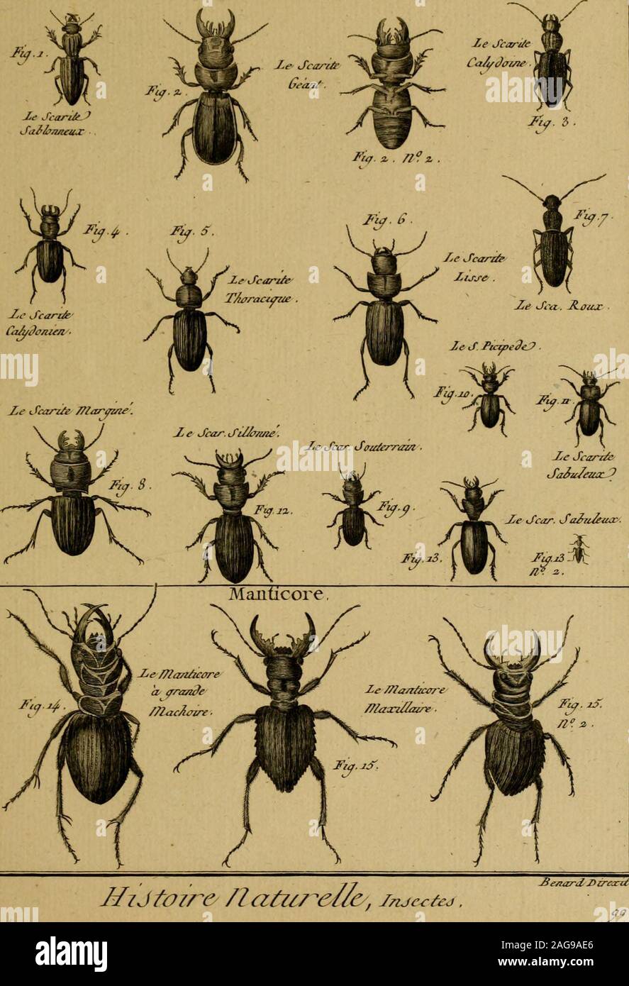 . Encyclopédie méthodique : Histoire Naturelle. //7J//?7re //7////Ri//r, /a Jiénarf{ /Jfre.ii/ Vf&lt;fee^d Scan te Pl.181. MiJtû7R& /latzirei/ey, injcctej Mauticore PI 182, Foto Stock