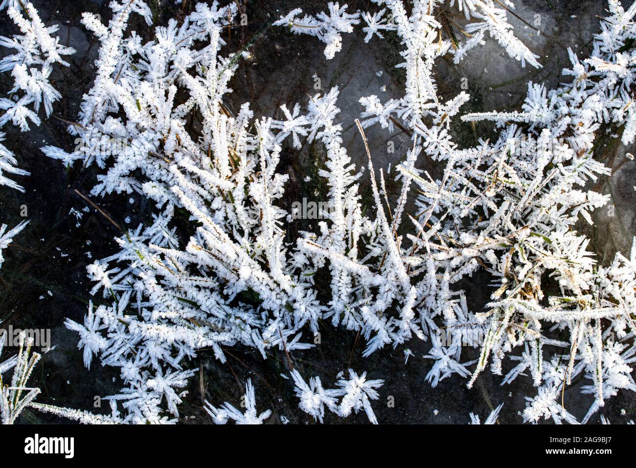 Trava pokrytaya ineyem v solnechnyy yasnyy den' pozdney osen'yu ili ranney zimoy. Makrofotografiya s vidnymi kristallami l'da. Sezonnyye izmeneniya v Foto Stock