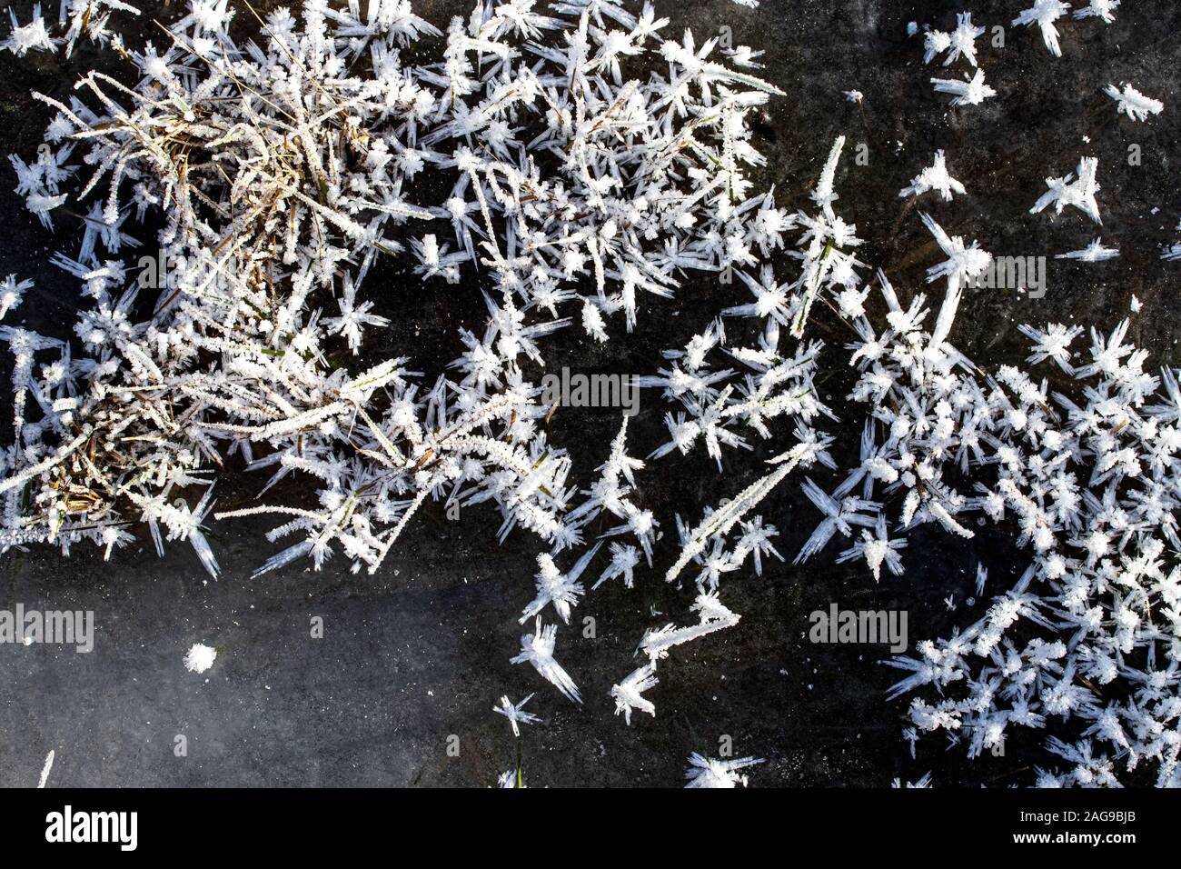 Trava pokrytaya ineyem v solnechnyy yasnyy den' pozdney osen'yu ili ranney zimoy. Makrofotografiya s vidnymi kristallami l'da. Sezonnyye izmeneniya v Foto Stock