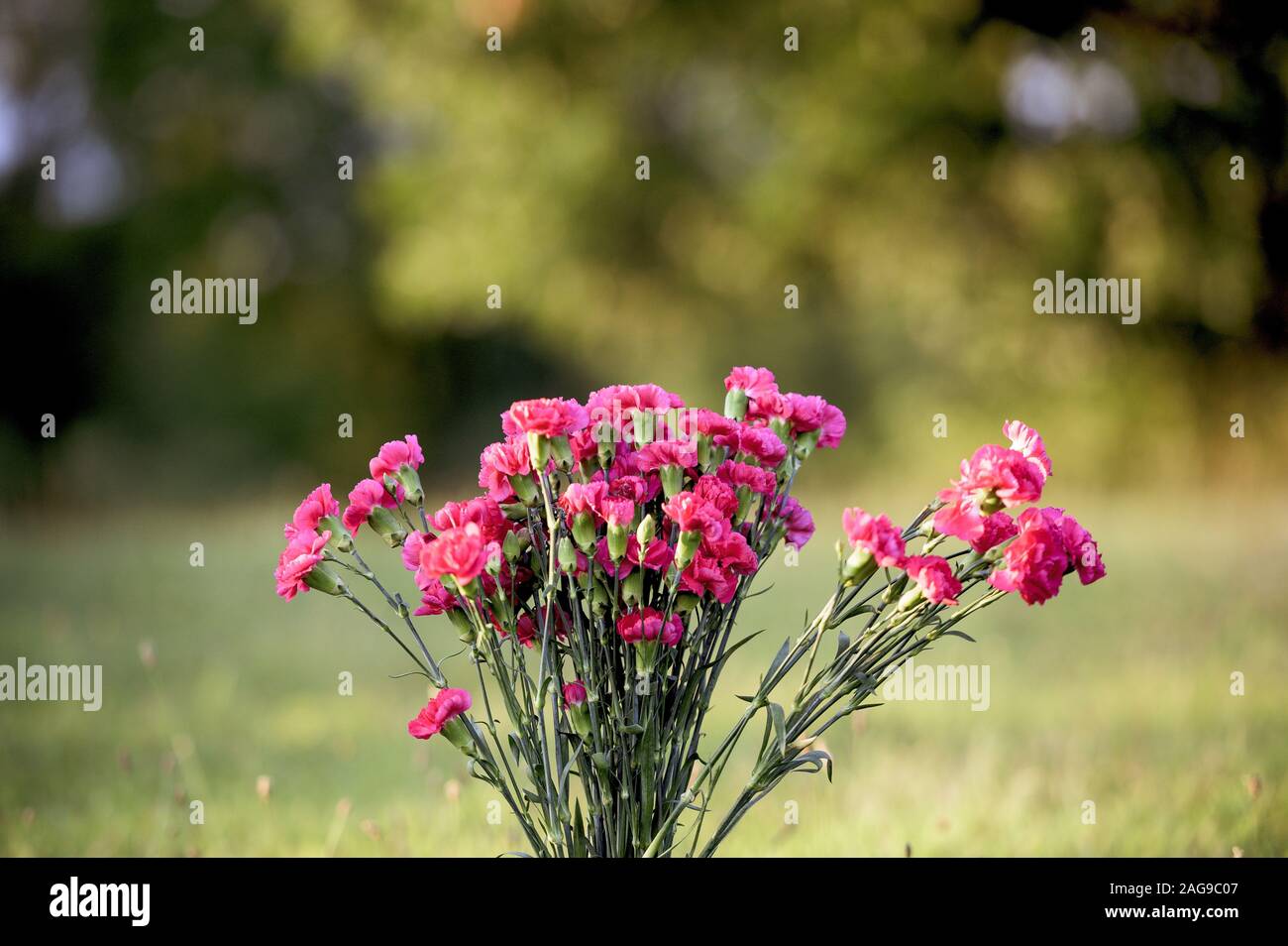 Primo piano di fiori rosa con sfondo sfocato Foto Stock
