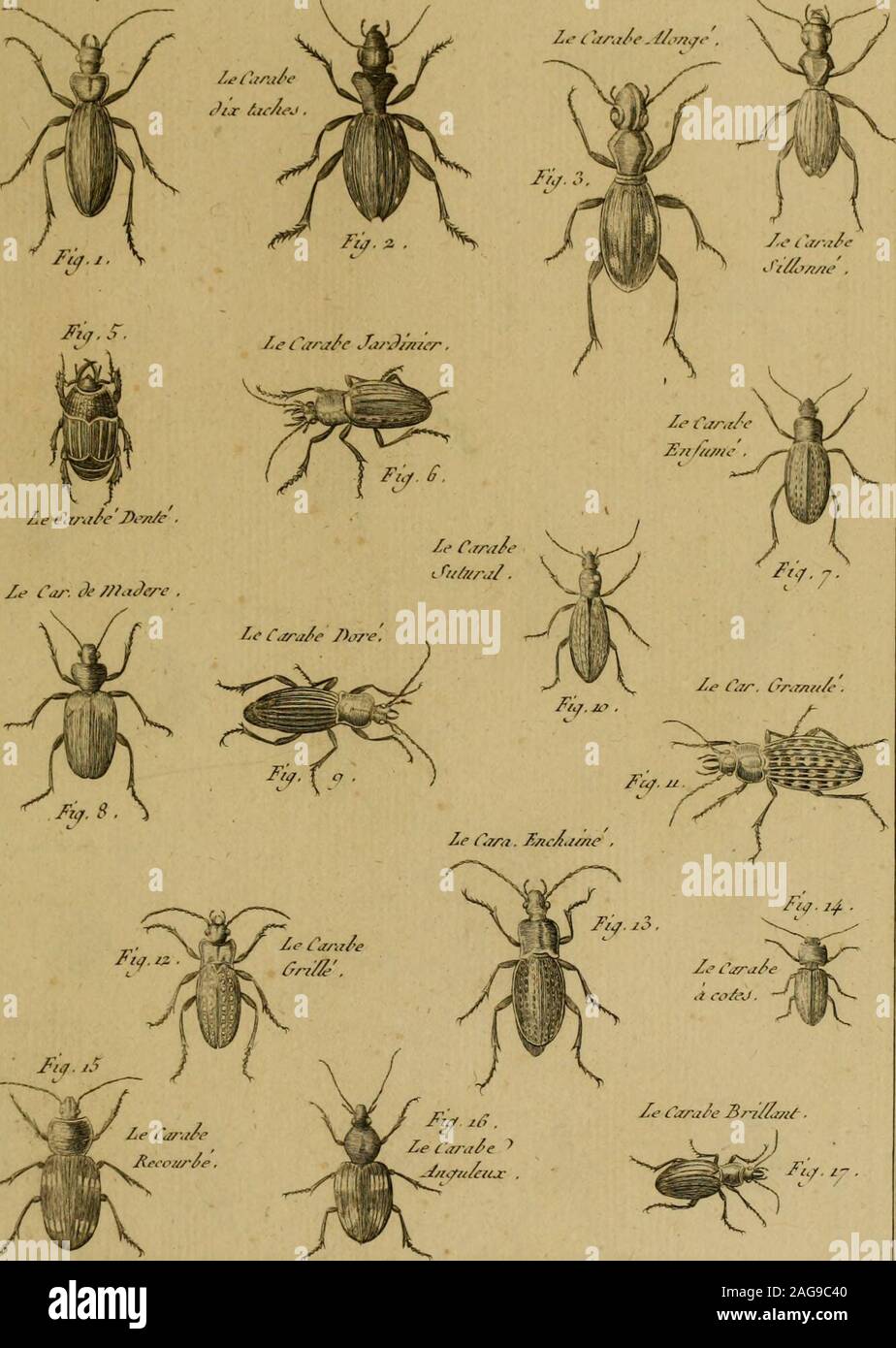 . Encyclopédie méthodique : Histoire Naturelle. Hùtou^e /ZaXjù/^elic/,i/zjec/e&LT;/. Enard sterline,-Do^eoeii- c a r a o c /&LT; ilir.i/e/Siif mi^hJc PI. ^. TV y ^n;^ II{j/o//Y //a/a/Y^//e , 77iJrc/m ^c/IA/J fliTdJctt y CaraLe ?1 178. Fi&LT;/ ? /, ?Ie {^tr/iire Si/crrAu/lJÎ? , Foto Stock