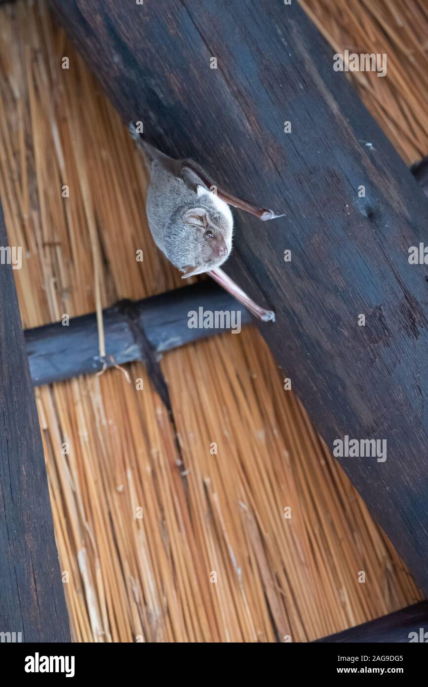 Una tomba di Maurizio bat - Taphozous mauritanus - pende da puntoni di lapa in Afsaal picnic nel Parco Nazionale di Kruger, Sud Africa Foto Stock