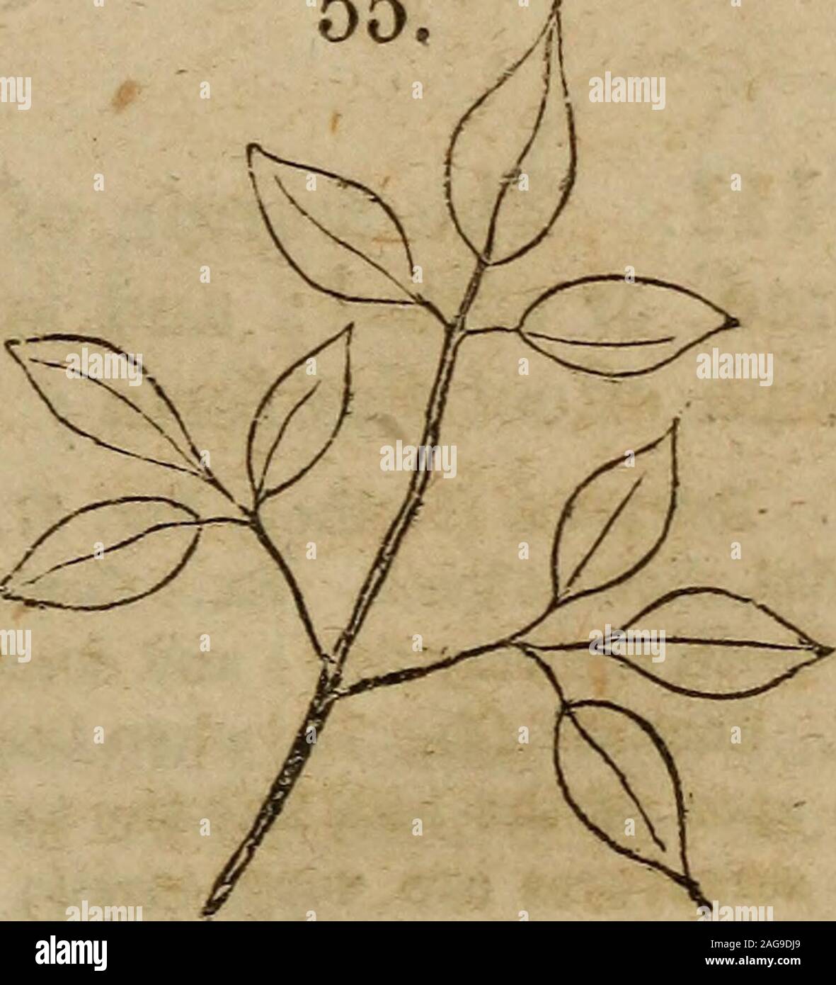 . La classe botanico-libro, e flora della Pennsylvania, progettato per i seminari di apprendimento e lezioni private. 40 Margine. = irradiare composto venato lascia.110. Quando un irradiare venato diventa foglia composto, theleaflets sono necessariamente tutti attaccati all'apice del commonpetiole, formando un ternate o palmately trifoliate foglia, come inClover, (Fig. 54) o una foglia digitate*, come nell'ippocastano,(Fig. 44). 1. Biternate, (due volte ternate, Fig. 55) quando il leafletsof una foglia di Ternate diventare loro stessi ternate. Es.: Squirrelcorn (Dicentra Canadensis.) 2. Tritehnate, (tre volte tre ternate, Fig. Foto Stock