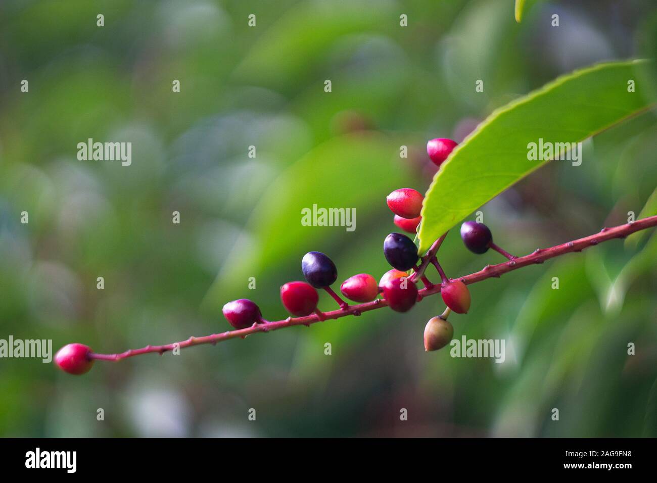 Frutti rossi e neri contro uno sfondo verde Foto Stock