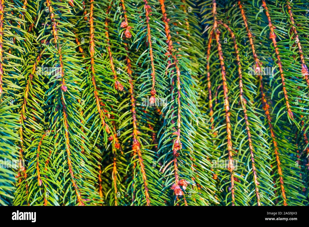Lunghi rami di abete rosso appesi da aghi verde, Chiudi vista Foto Stock