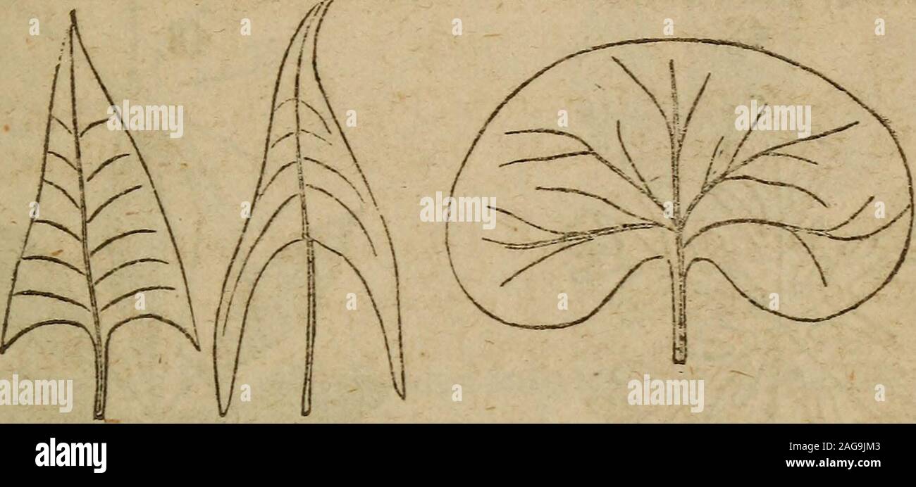 . La classe botanico-libro, e flora della Pennsylvania, progettato per i seminari di apprendimento e lezioni private. Minima più lunga veinlets invio off ve bocche bacJavards. 1. Cuoriformi (a forma di cuore, Fig.34) dove la lunghezza isgreater rispetto alla larghezza, con una forma ovale e incavati inil base. Ex. Gloria di mattina, lilla. 2. Auriculate (Fig. 35) nel caso in cui la forma è oblungo withtwo lob opposto:s alla base. Ex. La salvia. 3. Hastate (halbert-sagomato, Fig. 36) quando il formestriangular la diffusione di base e terminante in due oppositepoints, con i lati un po' infossati. Ex. Agrodolce. Forma di foglie. 35 4 Foto Stock