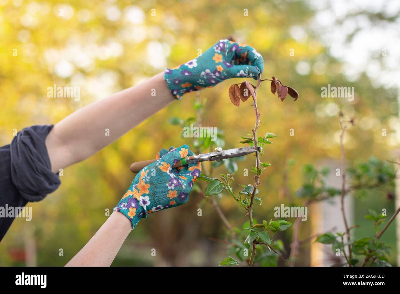 Ragazza taglia la bussola a secco rami rosa con secateurs nel giardino in primavera. Le mani della donna closeup. Foto Stock