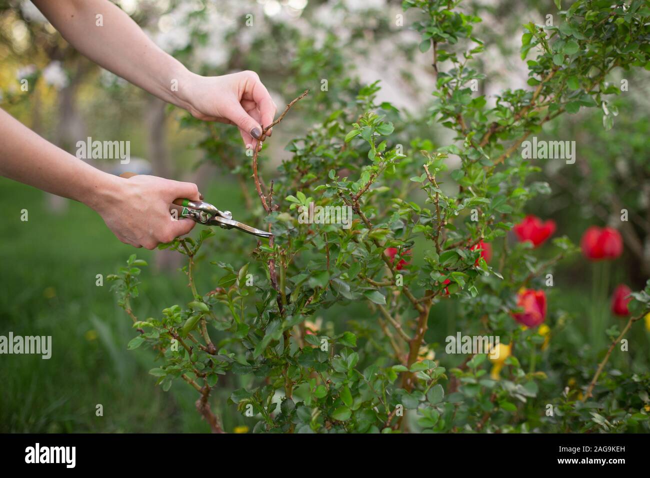 Ragazza taglia la bussola a secco rami rosa con secateurs nel giardino in primavera. Le mani della donna closeup. Foto Stock