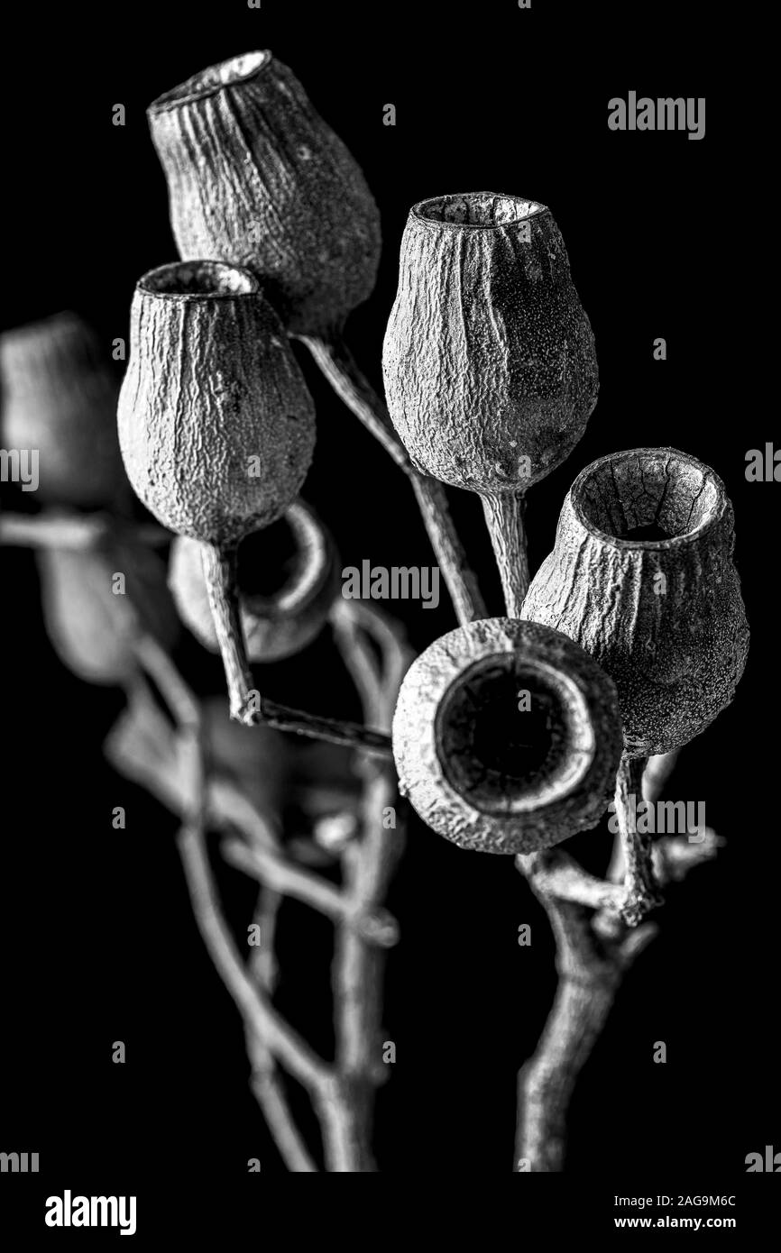 Fotografia verticale in scala di grigi di una pianta fossile sfondo nero sfocato Foto Stock