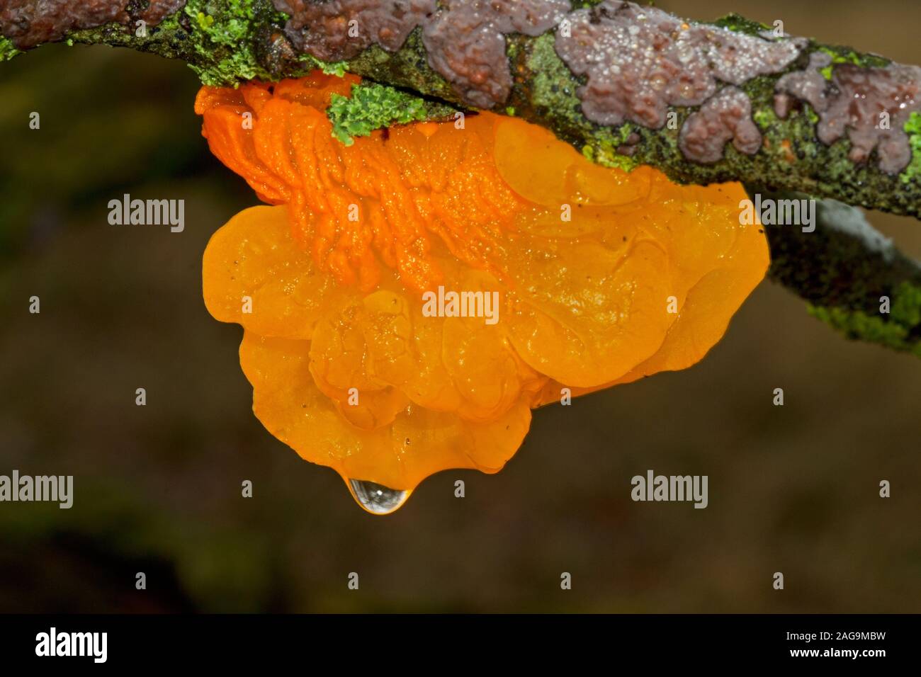 Golden jelly fungo sul ramo morto di una quercia Foto Stock