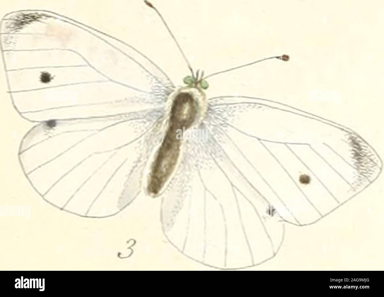 . Il papilios di Gran Bretagna : sistematicamente disposti, accuratamente intagliato e dipinto dalla natura con la storia naturale di ogni specie .... afily diftinguiflied.Ci sono due covate thefe di mosche in fummer: il firfl appare sul thewing all'inizio di maggio, dal chryfalides che sono rimasti attraversoil inverno; e il fecond è sul parafango in luglio. I bruchi fromthefe sono alla loro piena crescita, come in fig. i, la fine di settembre. Essi thenfeek un fheker againft pareti, impallidisce, o luoghi fuch; fissare themfelves con un bandround medio e per la coda in ordine ai loro Foto Stock