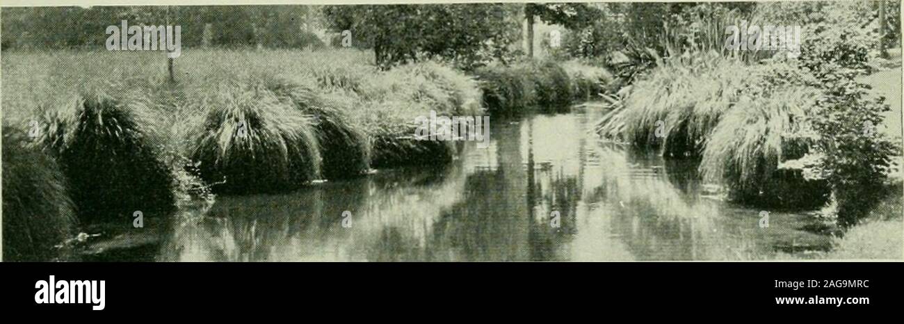 . Le piante di Nuova Zelanda. nias sono anche di essere incontrato in tali situazioni. L'tussock country è tanto amata da ogni Nuovo Zealander.It è pieno di associazioni per lui. Lo stock-rider, il Pastore,l'swaggei, e anche il sole-downer conoscere ogni aspetto della INTRODUZIONE GENERALE 5. Essi hanno visto nella mattina presto, quando everytawny thread ha avuto la sua stringa di viscido gocce di nebbia. Theyhave visto di nuovo a mezzogiorno, arida e la terra assetata,che sembrava di essere coperto con rotte ondine giallo,battenti prima la feroce piovaschi del nor-wester. Theyhave inciampato attraverso il filato intrecciato i fasci in corrispondenza vicina Foto Stock