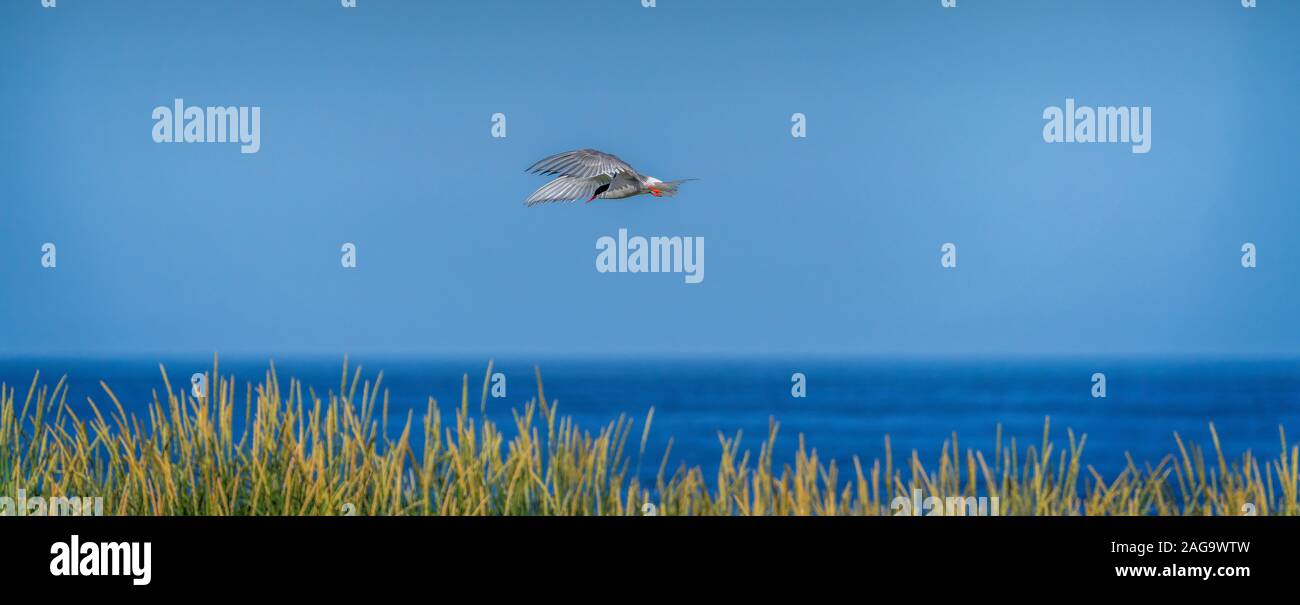 Arctic tern in volo, Westfjords, Islanda Foto Stock