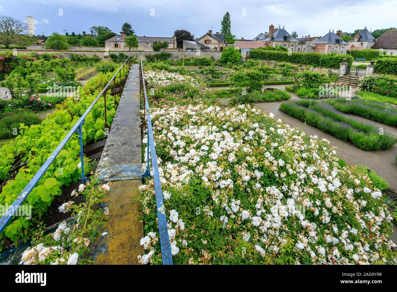 Francia, Loiret, la Bussiere, Chateau de la Bussiere Parco e giardini, orto, vista dalla cresta della vecchia serra ricoperte di vitigni di una Foto Stock