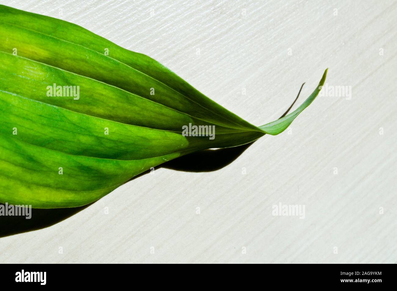 foglia verde con forte ombra, arte da parete Foto Stock
