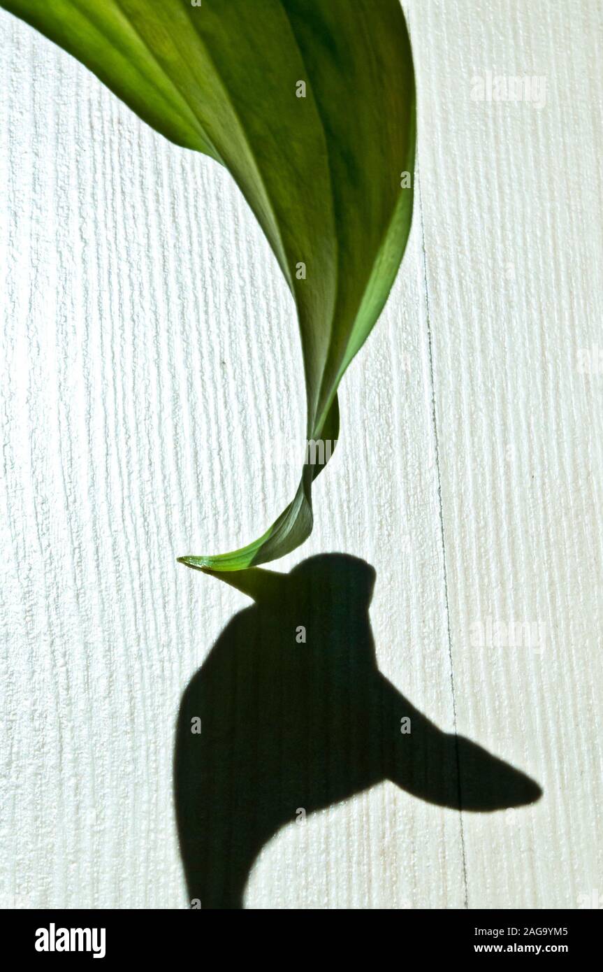 foglia verde con forte ombra, arte da parete Foto Stock