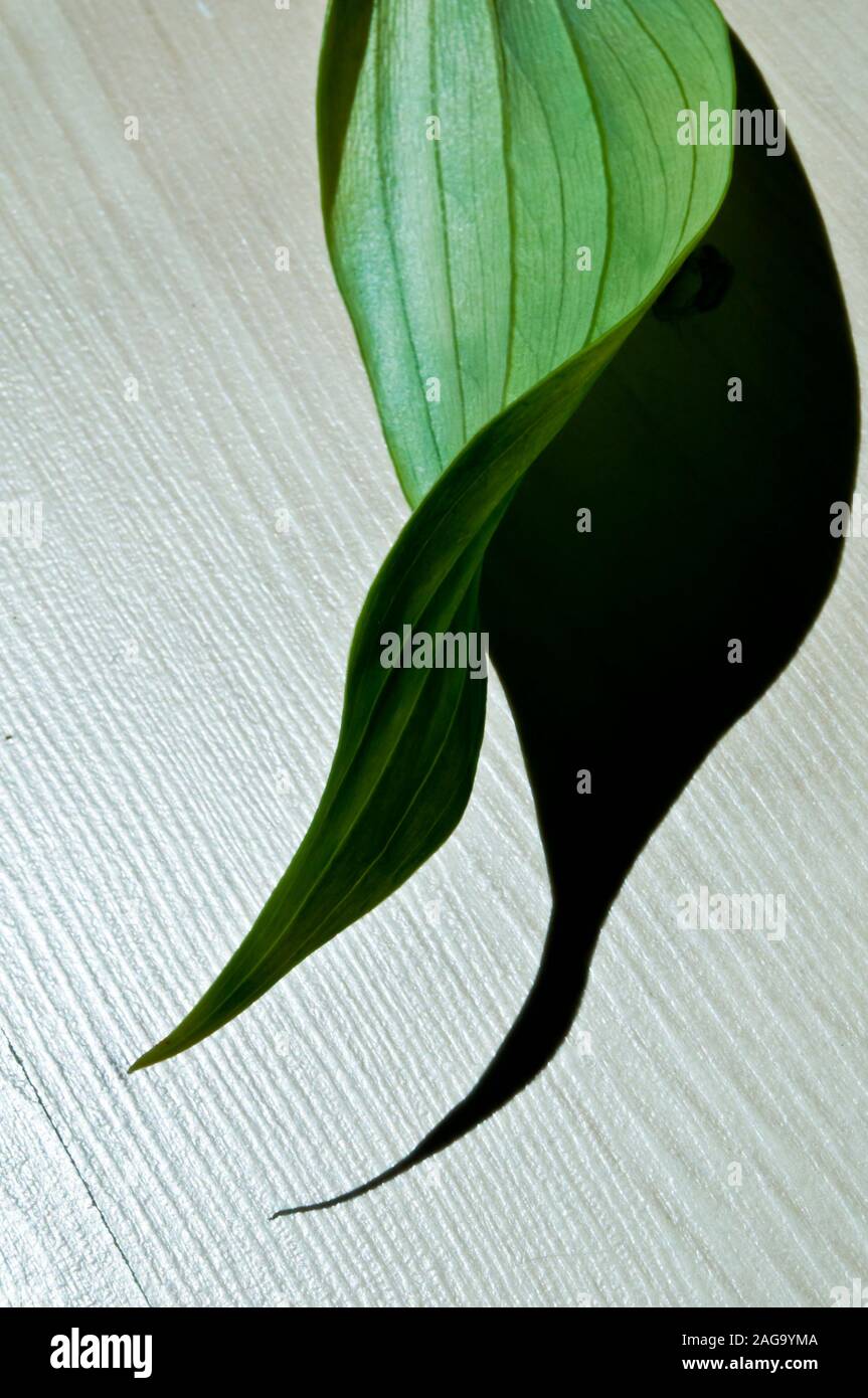 foglia verde con forte ombra, arte da parete Foto Stock