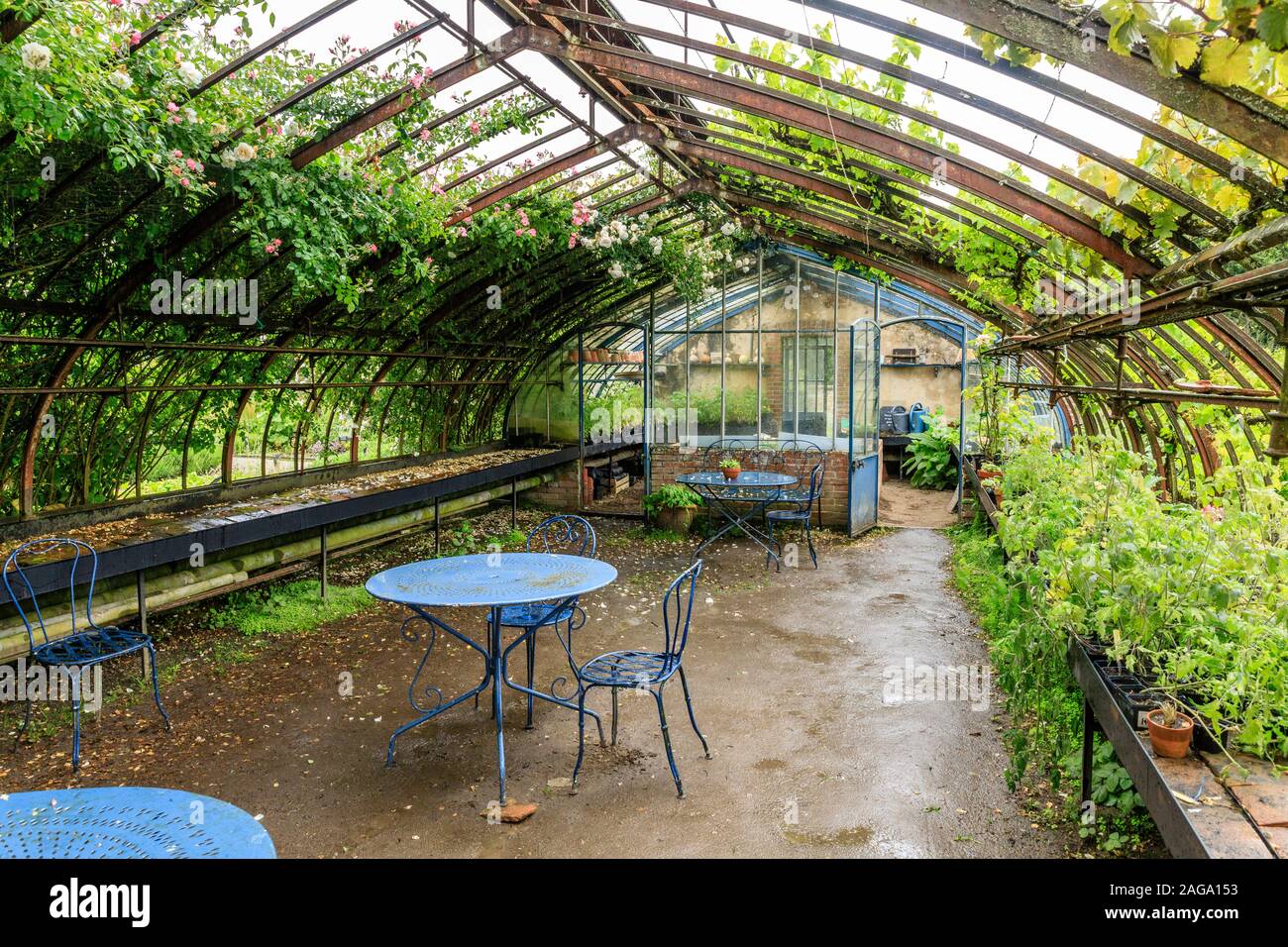 Francia, Loiret, la Bussiere, Chateau de la Bussiere Parco e giardini, orto, vecchia coperta serra con vitigni e liana rose sotto il ra Foto Stock