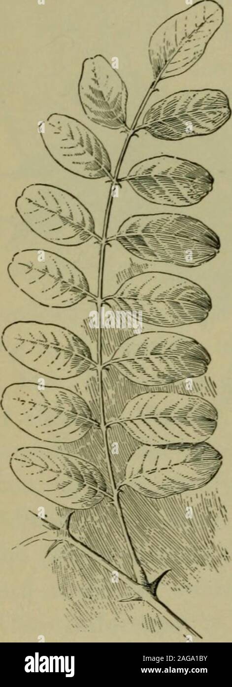 . Fondamenti di botanica. y venata di foglie) o il controfiletto (in quelle pinnatelyveined). Tale divisa foglie sono mostrate nelle Figg.96 e 97. In ancora altre foglie, noto come composto di foglie, thepetiole, come mostrato in Fig. 102 {palmately composto), o il controfiletto, come mostrato in Fig. 103 (contatto^nately composto), orsi che cosa guardare tobe separare foglie. Questi dijffer intheir natura andmode di originfrom portionsof la lama di balestra adivided. Oneresult di questo dif-ference viene visualizzatosul fatto che talvolta prima foglia thewhole è pronto a cadere dal thetree o altri plantin autunno, theseparate portionsT3v^ 1/v. T Foto Stock
