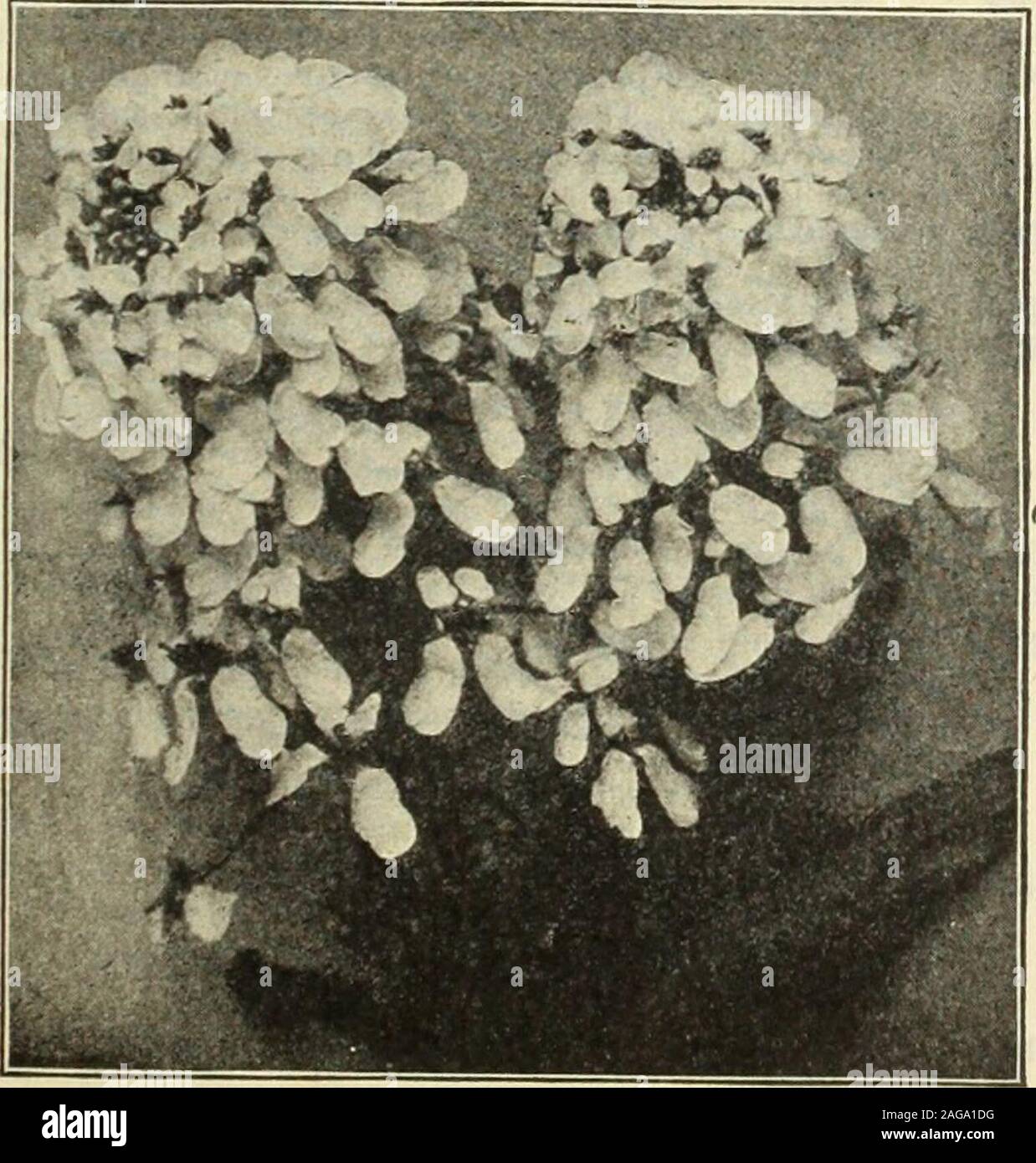 . Dreer's 1913 giardino prenota. Campanula Medium (Canterbury campane).. Empuess Candvtuft. vetro finché la giusta stagione per piantare. PER PKT. 1799 Raccolta di un pacchetto ciascuno dei sei gran tipi standard. 25 1790 misto. Salvato dai migliori tipi. Per oz., 25 cts. 5 Per le radici o le piante di Carina vedi sotto il giardino e la serra di piante. CANDYTUFT. Universalmente noto e coltivato e considerato indispensablefor taglio. AH la varietà sembrano migliori in letti o masse. Seedsown in autunno produrre fiori in primavera; quando seminate inApril, fiori in giugno; successiva semina dovrebbe essere reso atinterva Foto Stock