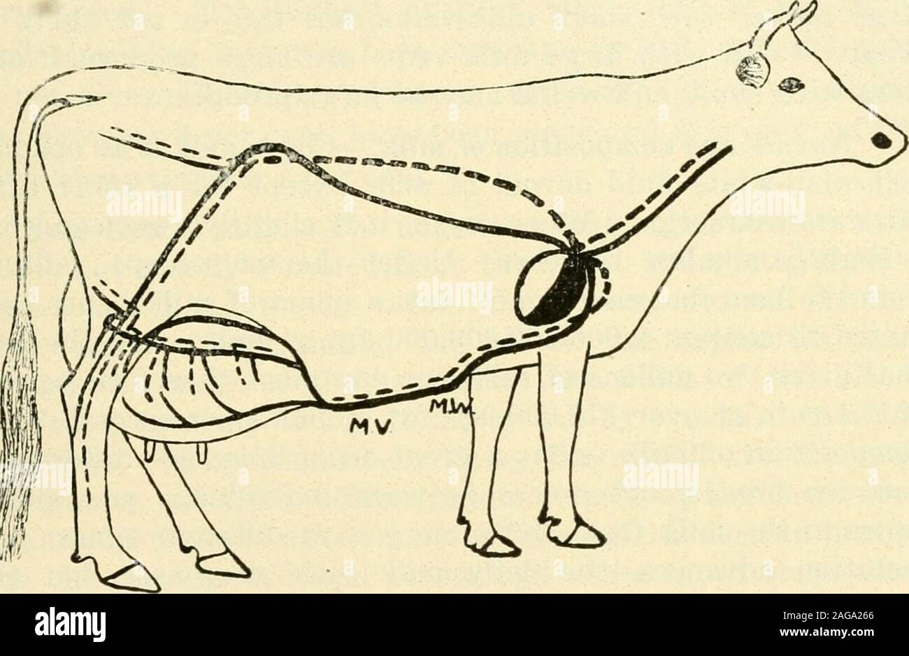 . Tipi e classi di mercato di scorte vive. ppHed con sangue. Il sangue lascia il heartthrough l'aorta posteriore, iliacs comune e iliaca esterna,che portano indietro verso la regione dei fianchi. La exter-nal iliaca che si divide in due arterie di cui uno, theprepubic, si divide in due arterie pudic, external unadelle che passa sotto la coscia e cede un ramo, knownas l'arteria mammaria, che entra nella parte superiore della udderfrom posteriore. L'arteria mammaria ha quattro grandi rami, tipi e classi di mercato di scorte vive 135 uno per ciascun trimestre della mammella, e vi è anche Foto Stock
