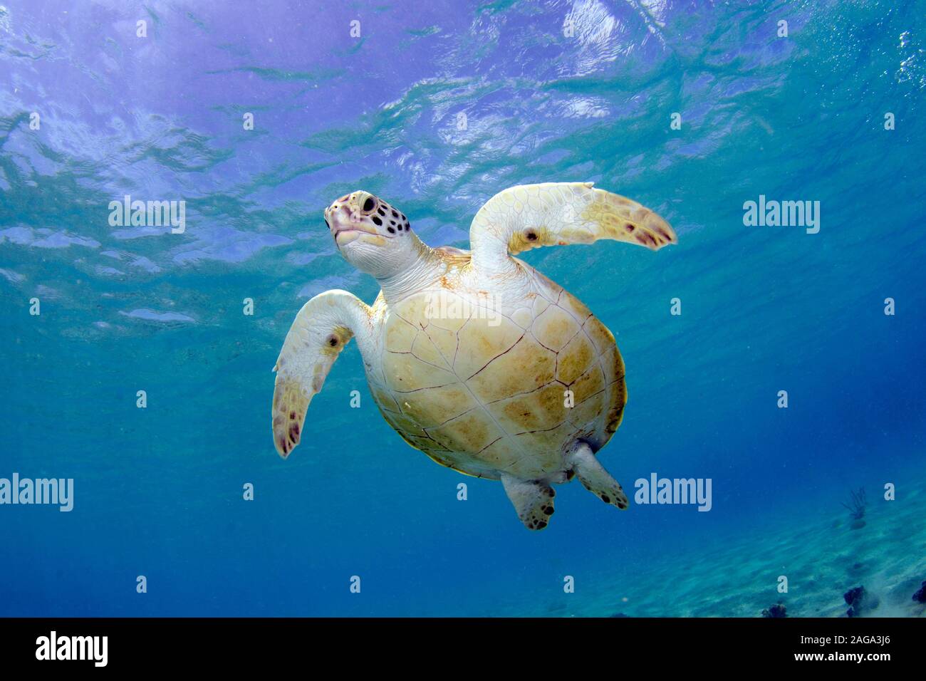 Tartaruga Verde, Chelonia Mydas, Bonaire. Foto Stock