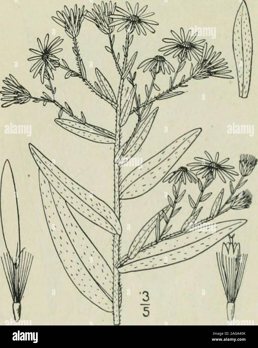 . Una flora illustrata del nord degli Stati Uniti, il Canada e la British possedimenti : da Terranova al parallelo tra il confine meridionale della Virginia e dall'Oceano Atlantico verso ovest per il 102º meridiano. maticAster. Fig. 4308. Aster oblongifolius Nutt. Gen. 2: 156. 1818. Aster oblongifolius var. rigidulus A. Gray, Syn. Fl. io: Parte 2, 179. 1884.Aster Kumleinii Fries; Rydb. FI. Colo. 354. 1906. Stelo molto ramificato, hirsute-pubescent, io°-2IO°alta, i rami divaricare o ascendente. Leavescrowded, oblunga, o oblungo-lanceolate, sessili dauna ampia, parzialmente la base di aggancio, di solito rig Foto Stock