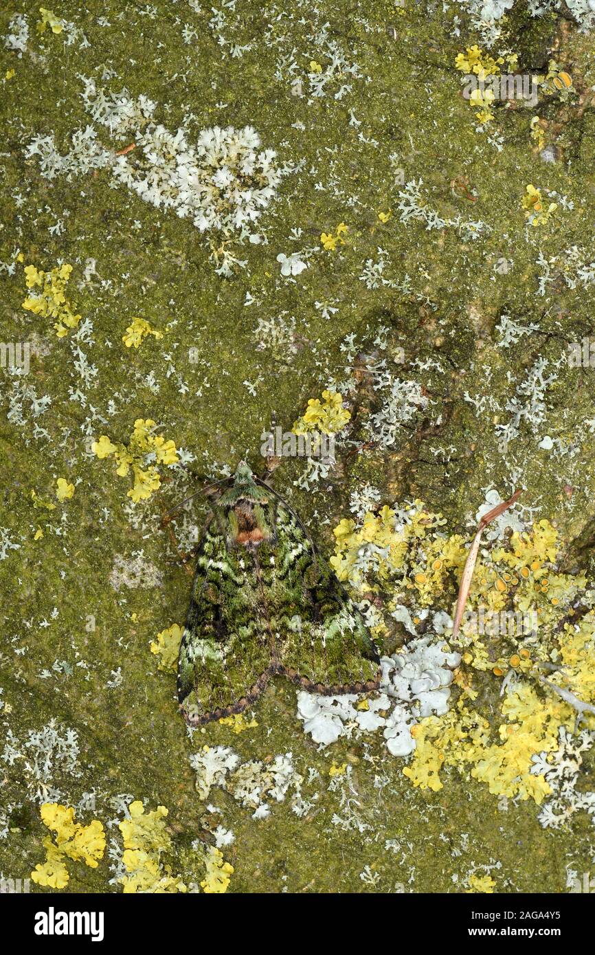 Archi verde tignola (Anaplectoides prasina) di appoggio mimetizzata su tronco di albero, Galles, Giugno Foto Stock
