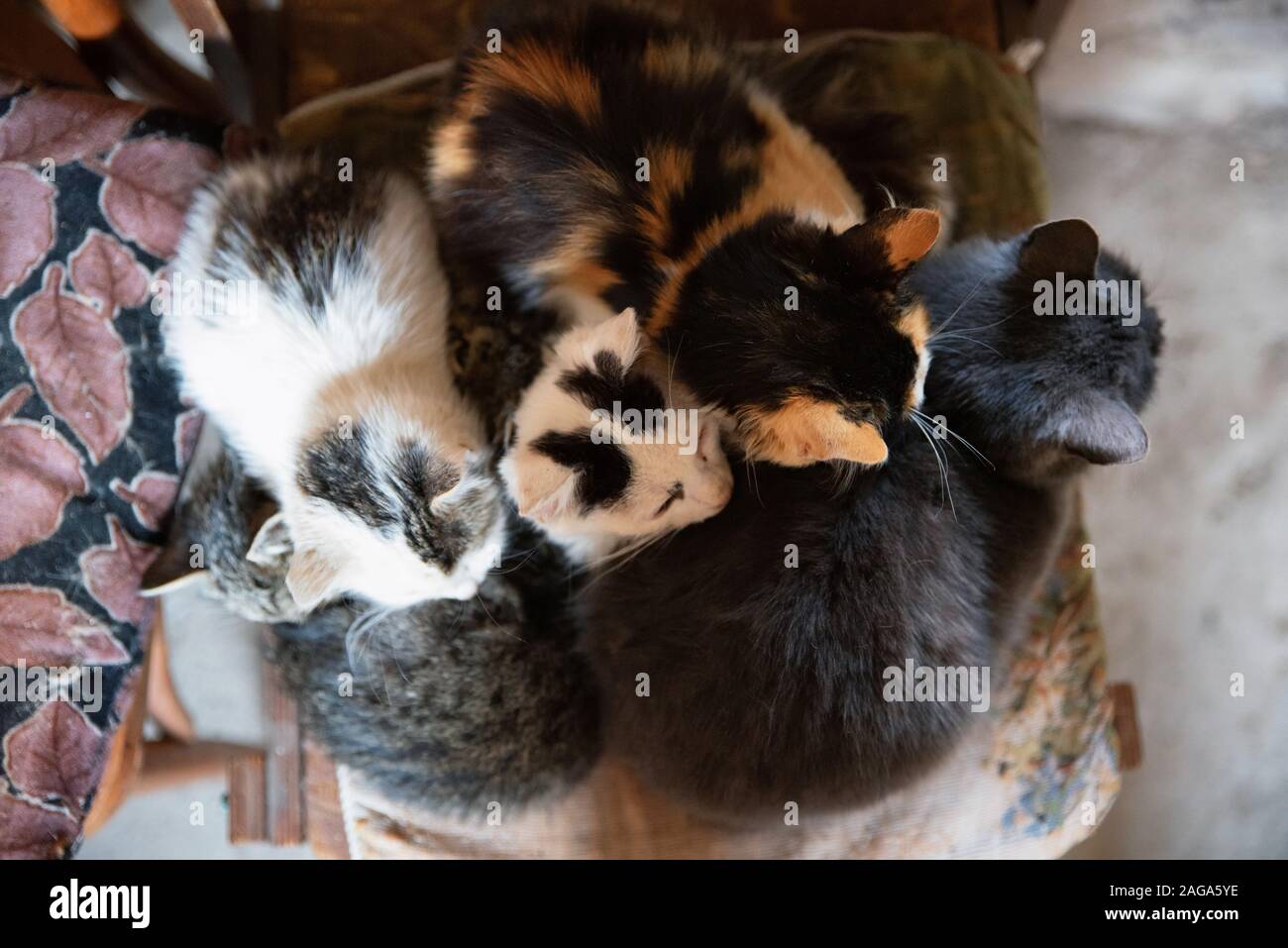 Visualizzazione di più colorato gatti in appoggio su una sedia per interni Foto Stock