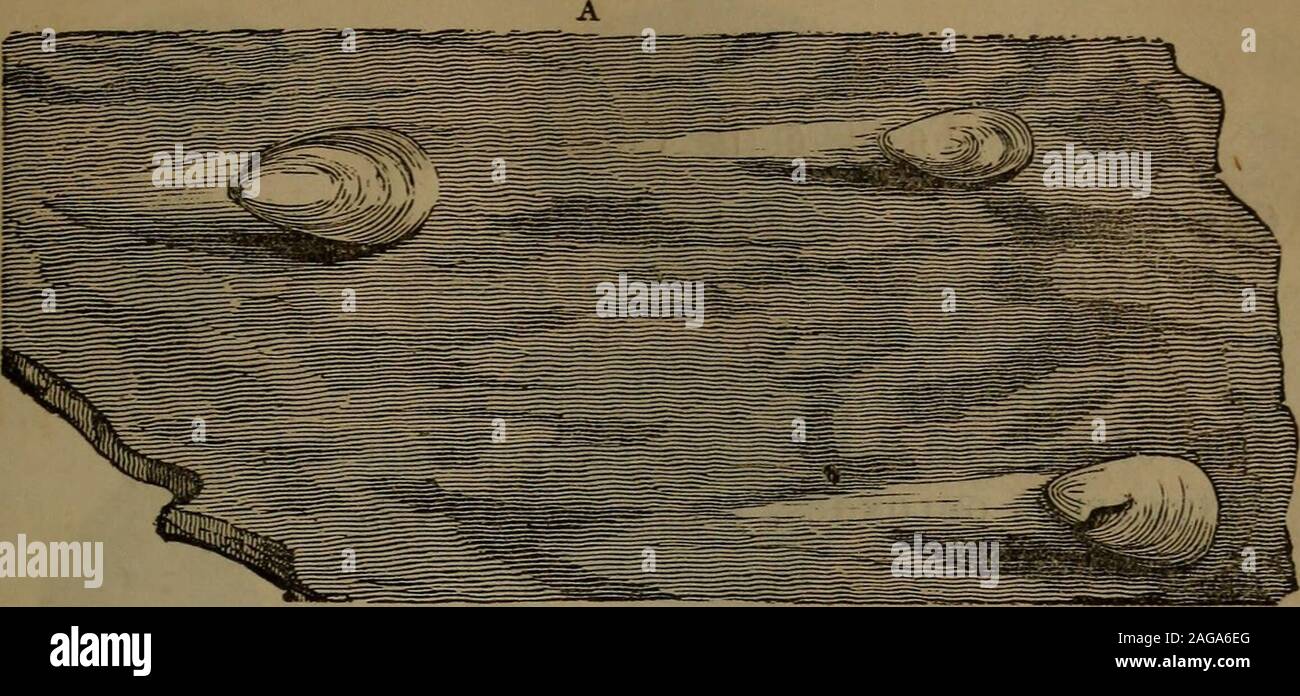 . Relazione annuale del Regents dell'Università dello stato di New York sulla condizione del membro il Gabinetto di Storia Naturale e il centro storico e la Raccolta antiquaria ad esso allegato. [Assembly, n. 136. La piastra 10 V. [Assembly fossili della medina in arenaria. A. LiNGFLA CUNEATA : tre esemplari, come si trova sulla superficie dello strato ofa. Ripplemarks sono visibili sulla roccia ; e un po' ridgeof sabbia indurito si estende da ciascun guscio, senza dubbio formato-dail tide-corrente quando i gusci poggiare sulla sabbia di mare basso,ora indurito per roccia ( Vedere saloni Relazione, 3d Dist., p. 52). 1. Pleurotomaria parv Foto Stock