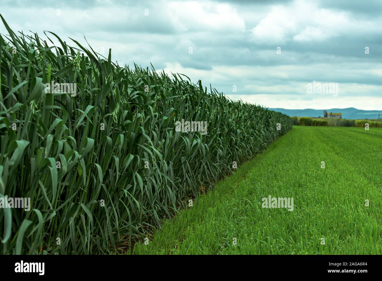 Il verde di avena (Avena sativa) piantagione e la coltivazione di cereali anche noto come avena comune per i suoi grani messa a fuoco selettiva Foto Stock