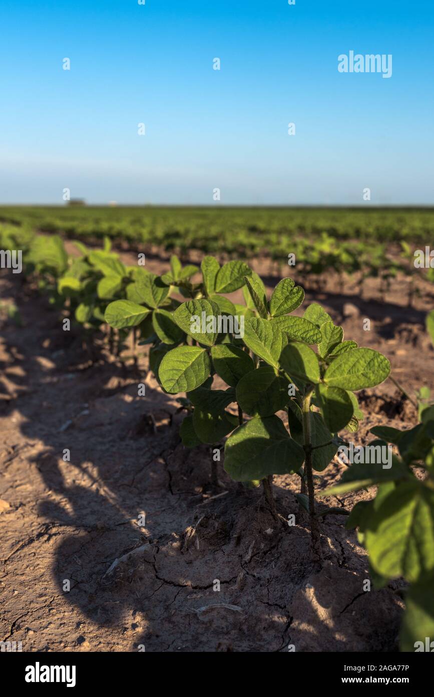 Il raccolto di soia in campo, piante verdi di Glicina max crescente Foto Stock