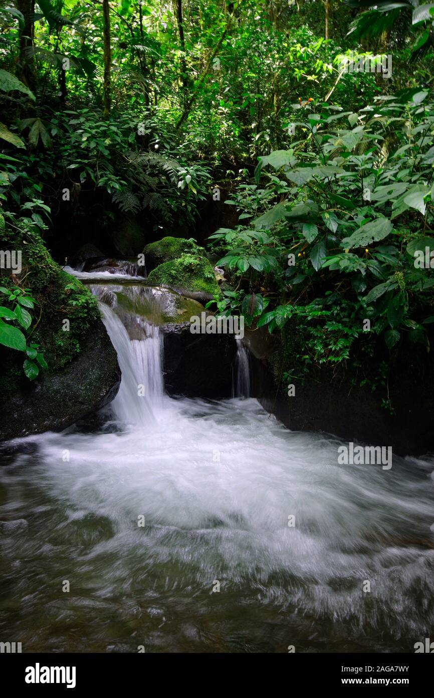 Quetzal trail, Boquete, Panama. Il Quetzal trail, Sendero Los Quetzales è ampiamente considerato come il più panoramico e bellissimo percorso di Panama. Tropical Foto Stock