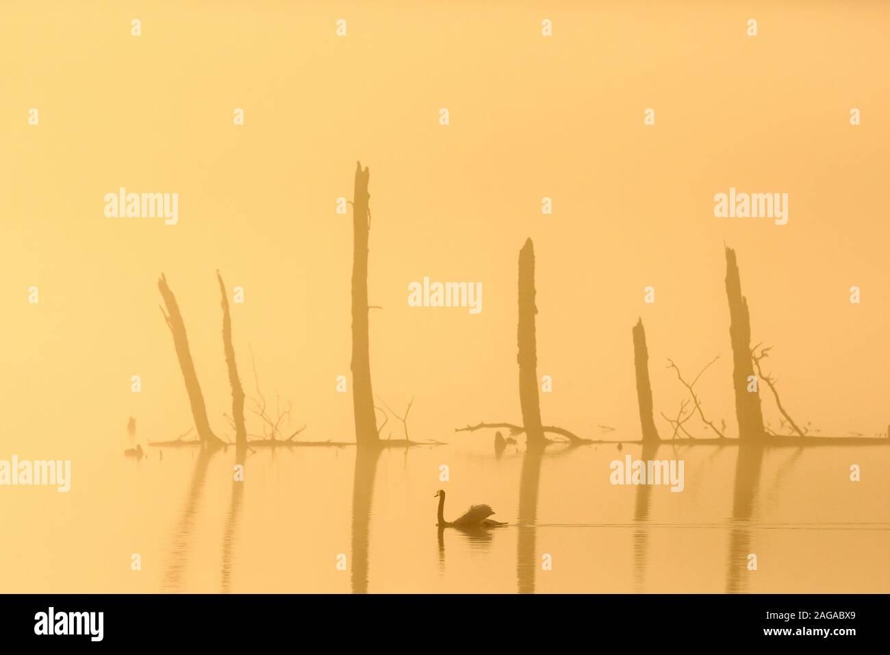 Cigno nuotare nella luce del mattino Foto Stock