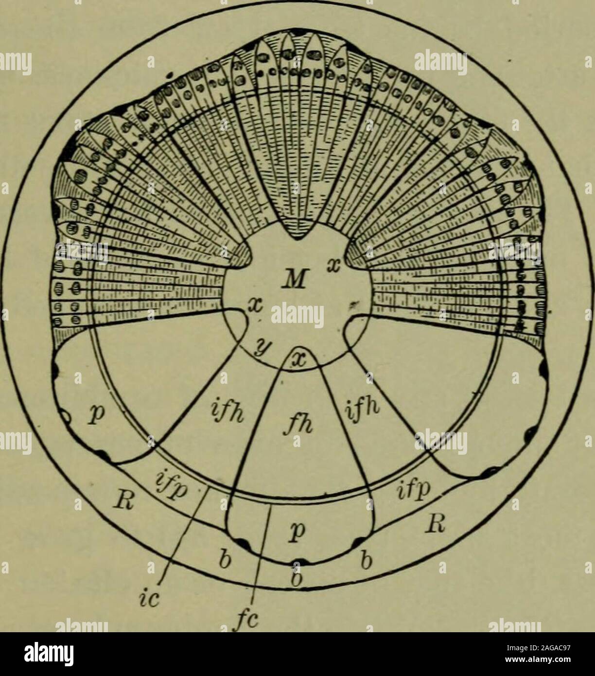 . Fondamenti di botanica. strato sulla theoutside del legno in primavera è un dato di fatto ben knownto il scolaro, chi libbre il cilindro da taglio anelder, Willow, o hickory ramo fino a quando la corteccia si slipoff e così gli consentono di fare un fischio. Il dolce tasteof questo strato di polpa, come riscontrato in pino bianco, il slipperyelm e il basswood, è un familiare prove di thenourishment che il cambio strato contiene. Con l'aumento dei fasci fibro-vascolari di thewood lo spazio fra di essi, che appare relativelylarge in Fig. 68, diventa sempre meno e il midollo, whichat estendersi prima Foto Stock